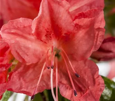 Rhododendron obtusum 'Geisha Orange' Rhododendron obtusum 'Geisha Orange'