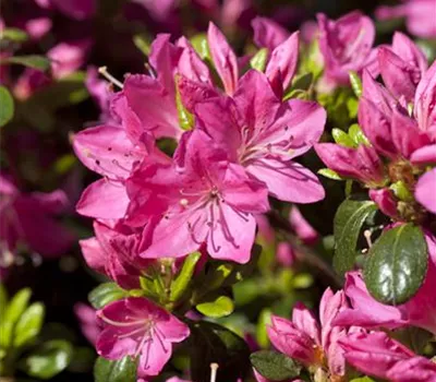 Rhododendron obtusum 'Kermesina' Rhododendron obtusum 'Kermesina'