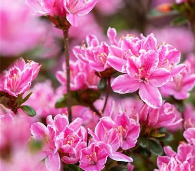 Rhododendron obtusum 'Kermesina Rose' Rhododendron obtusum 'Kermesina Rose'