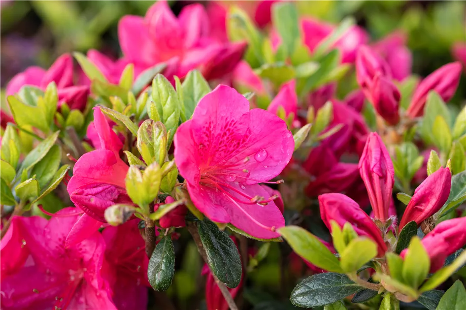 Rhododendron obtusum 'Little Red'