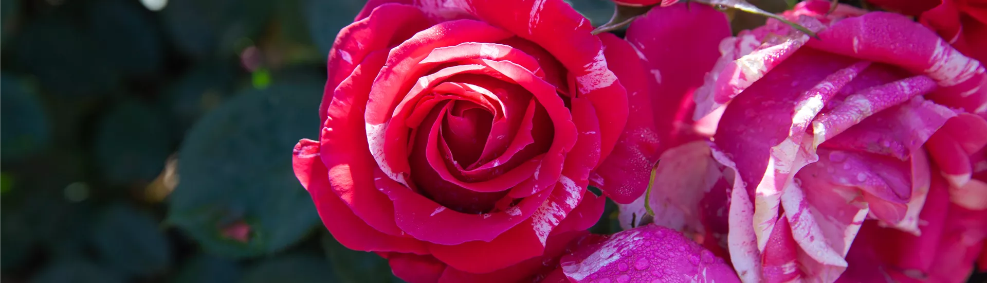 Edelrose, pink-weiß Edelrose, pink-weiß
