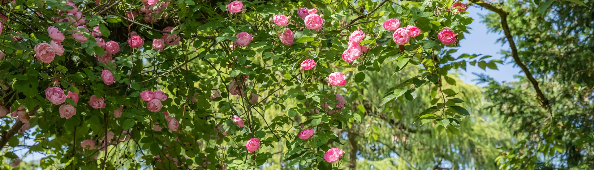 Kletterrose, rosa Kletterrose, rosa