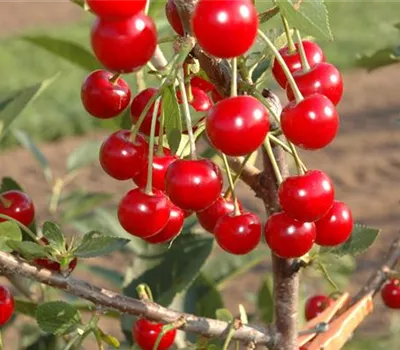 Prunus cerasus 'Vowi'(s)