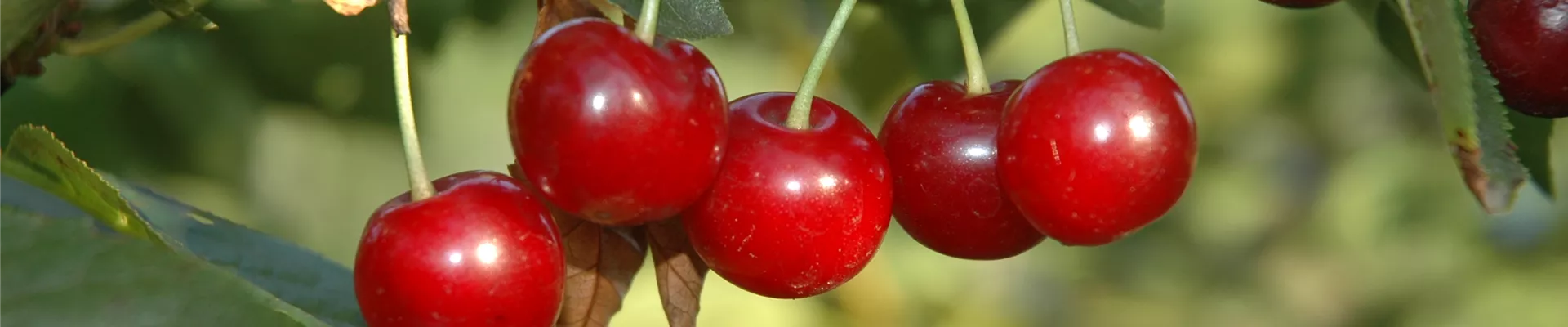 Prunus cerasus 'Vowi'(s) Prunus cerasus 'Vowi'(s)