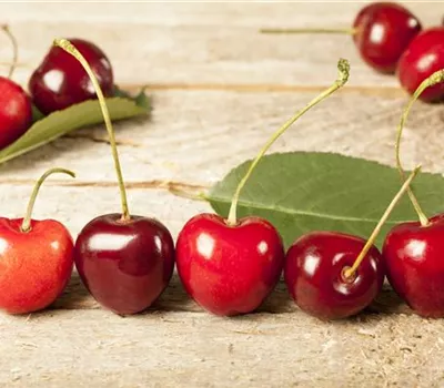 Prunus cerasus 'Morina'(s)