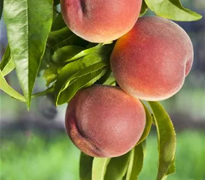 Prunus persica var. persica 'Benedicte' Prunus persica var. persica 'Benedicte'