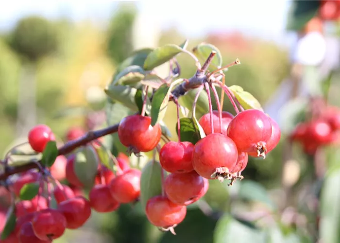🍂🌲 Winteröffnungszeiten in der Baumschule! ❄️