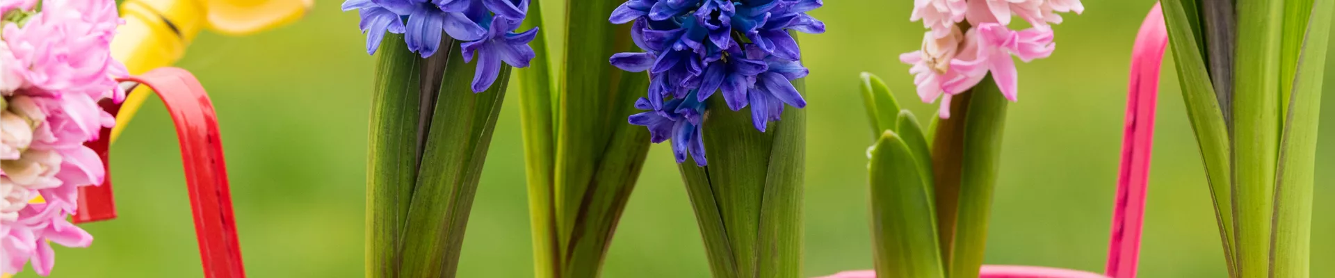 Frühblüher - Hyazinthen