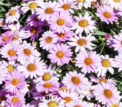 Argyranthemum frutescens, rosa Argyranthemum frutescens, rosa