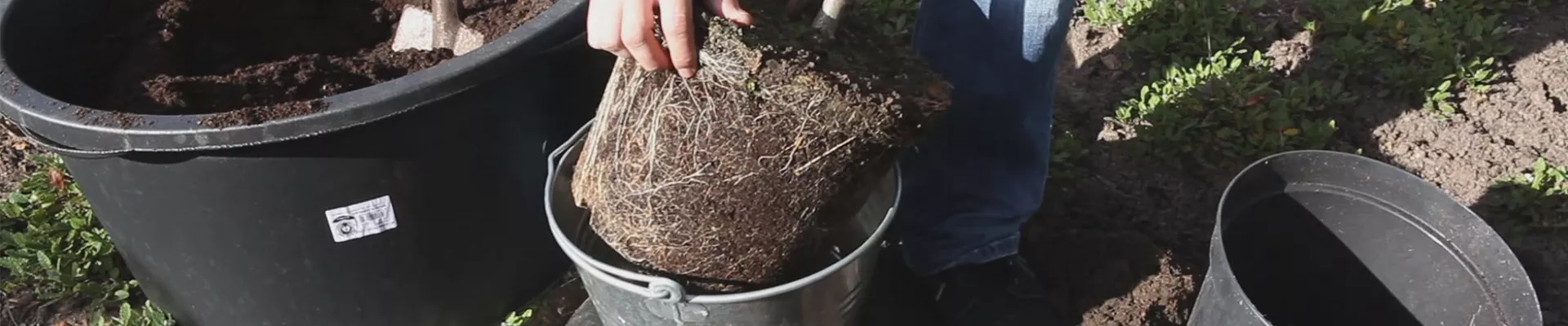 Rispenhortensie - Einpflanzen im Garten (thumbnail) Rispenhortensie - Einpflanzen im Garten (thumbnail)