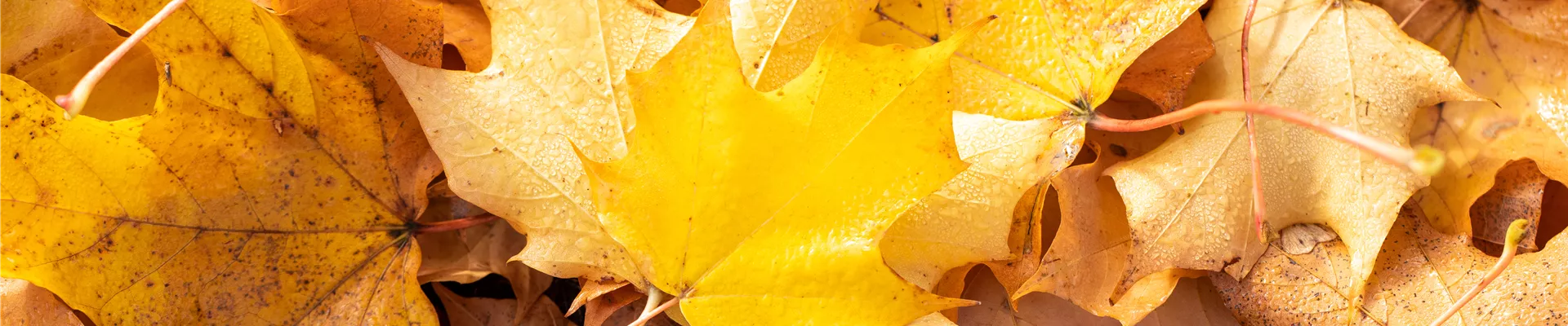 Herbstlaub