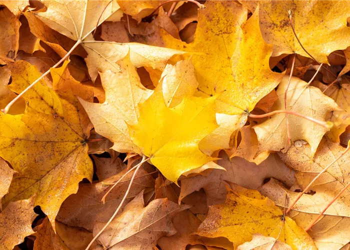 Ab Anfang November erhätlich: unsere Wurzelware