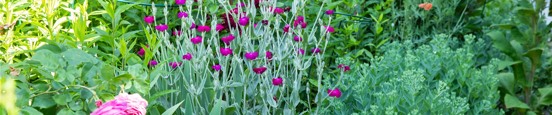 Lychnis coronaria Lychnis coronaria