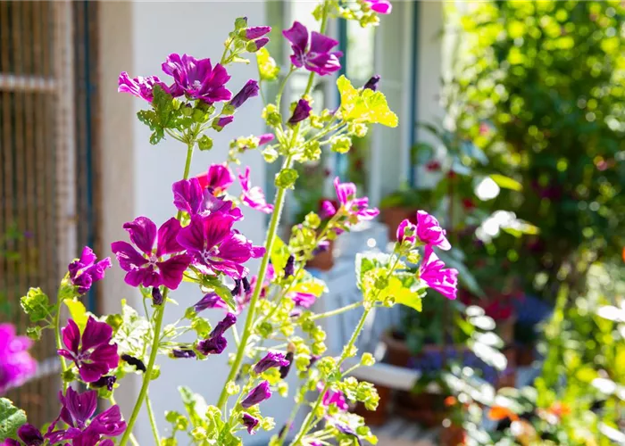 Stauden vor Schädlingen schützen – So geht’s richtig