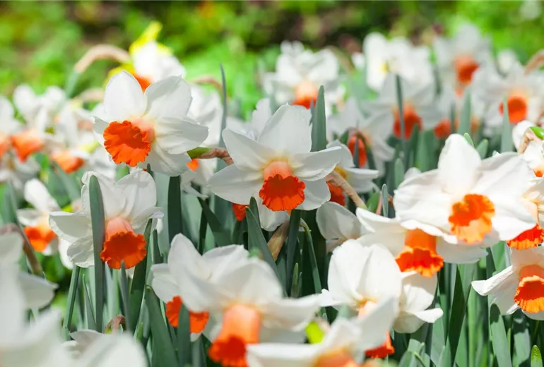 Narcissus cyclamineus