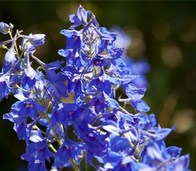 Delphinium x cultorum Delphinium x cultorum
