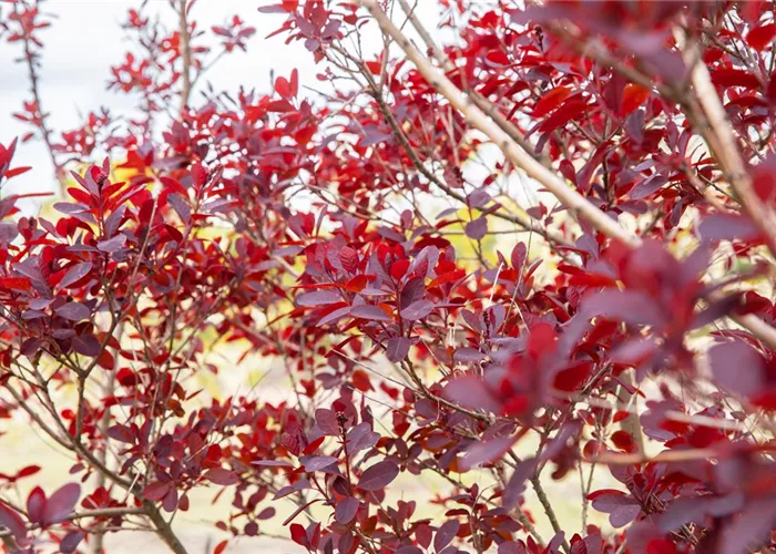 Ameise, Blattlaus und Co. – Laubgehölze vor Schädlingen schützen