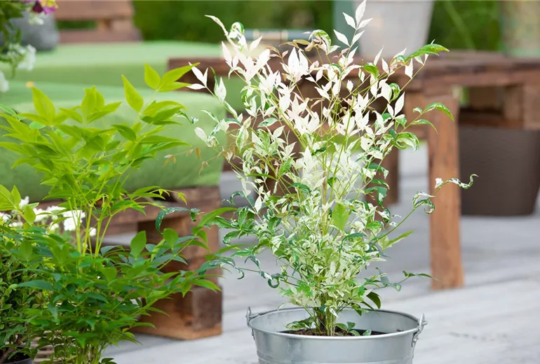 Nandina domestica 'Twilight'