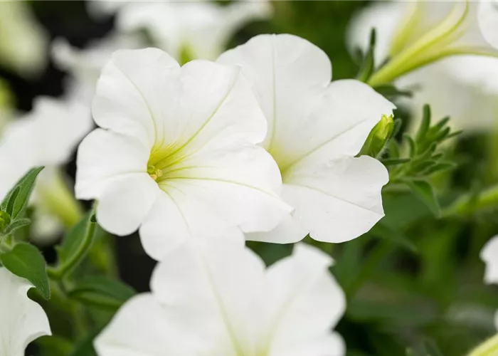 Beet und Balkon bepflanzen und bunt ins neue Gartenjahr starten