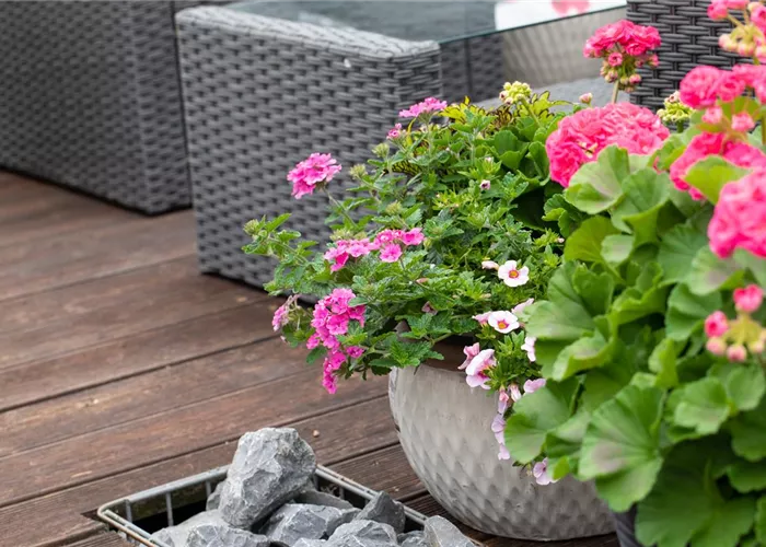 Beet- und Balkonpflanzen – Die schönsten Kandidaten