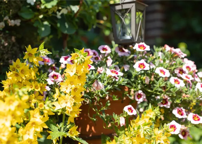 Beet- und Balkonpflanzen kaufen ist immer eine gute Idee