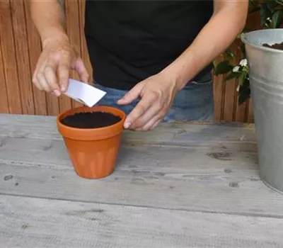 Estragon - Aussäen von Samen Estragon - Aussäen von Samen