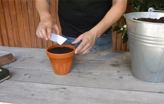 Estragon - Aussäen von Samen Estragon - Aussäen von Samen