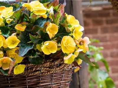 Begonien pflanzen und pflegeleichte Blüten bewundern