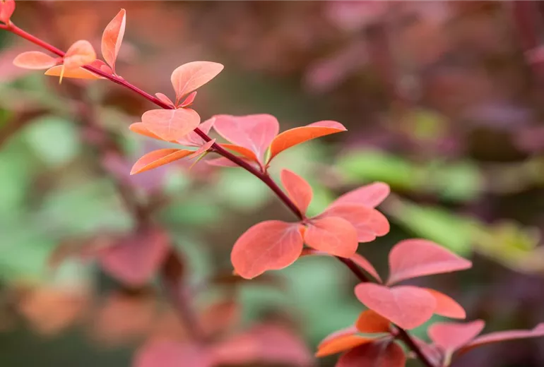 Berberis, rot