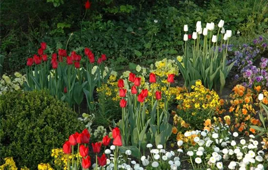 Blumenzwiebeln kaufen und Garten und Co. bunt gestalten Blumenzwiebeln kaufen und Garten und Co. bunt gestalten