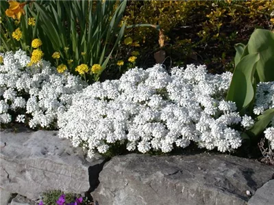 Bodendecker pflanzen und den Garten begrünen