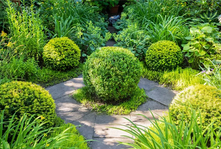Buxus sempervirens, Kugel