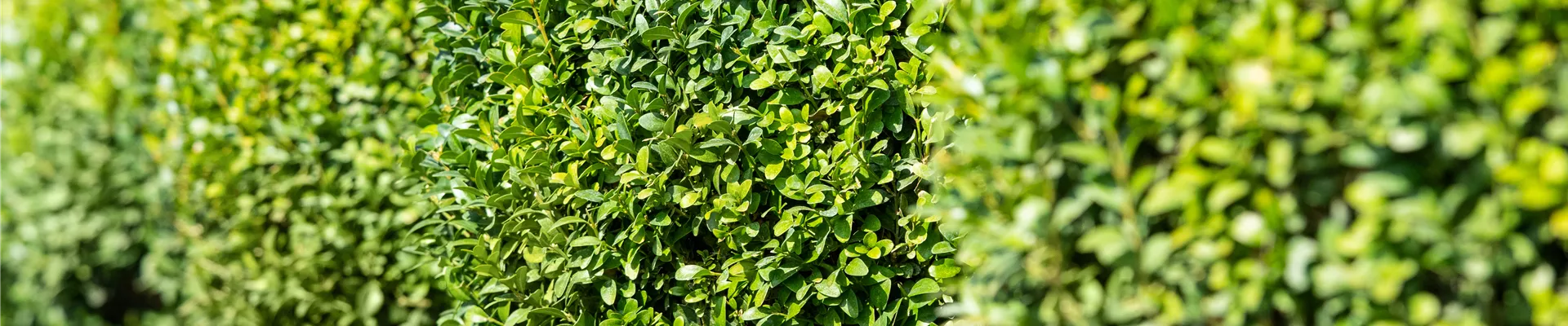 Buxus sempervirens var. arborescens, Kugel