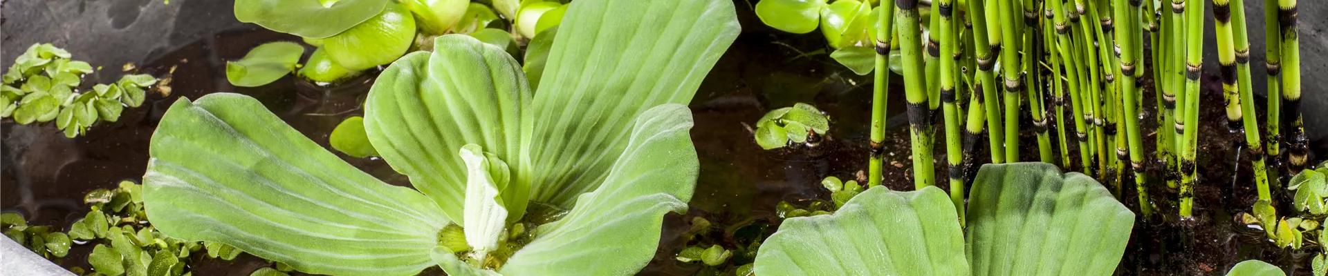 Wasserpflanzen Mix
