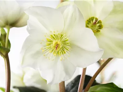 Christrosen im Garten als Blütenhighlight im Winter