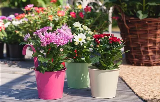 Chrysanthemen pflanzen und den Sommer verlängern Chrysanthemen pflanzen und den Sommer verlängern