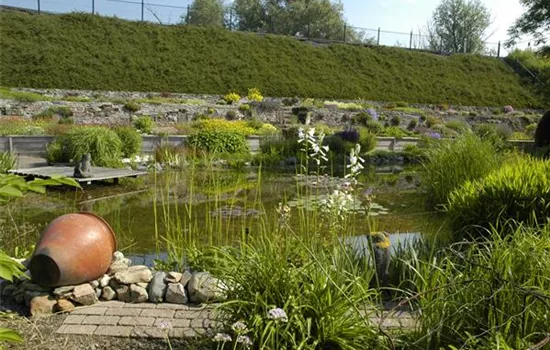 Den Gartenteich bepflanzen mit den schönsten Kandidaten Den Gartenteich bepflanzen mit den schönsten Kandidaten