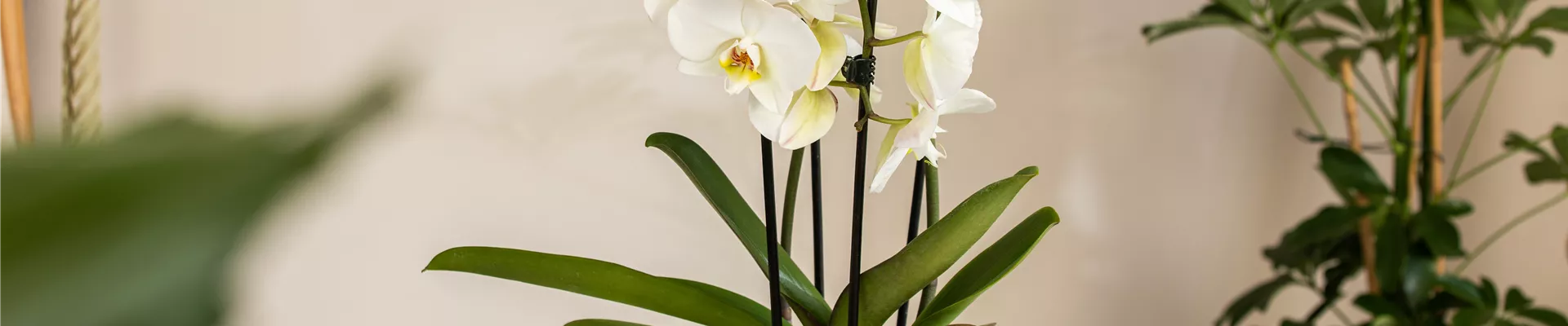 Phalaenopsis 'Elegant Cascade'