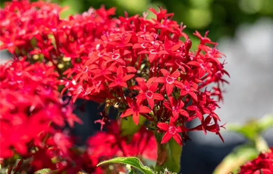 Die schönsten Beetnachbarn für mediterrane Pflanzen Die schönsten Beetnachbarn für mediterrane Pflanzen