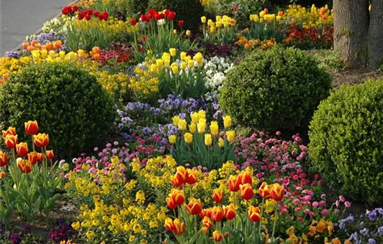 Die schönsten Begleitpflanzen für Blumenzwiebeln und -knollen Die schönsten Begleitpflanzen für Blumenzwiebeln und -knollen