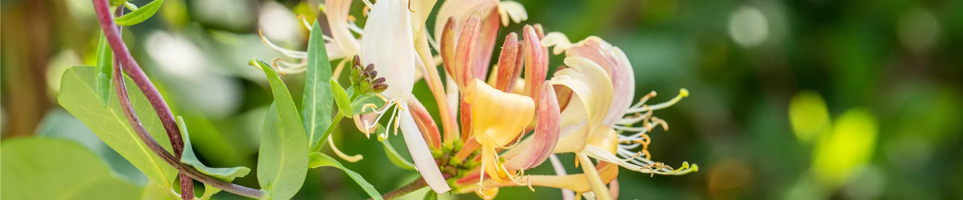 Lonicera tellmanniana Lonicera tellmanniana