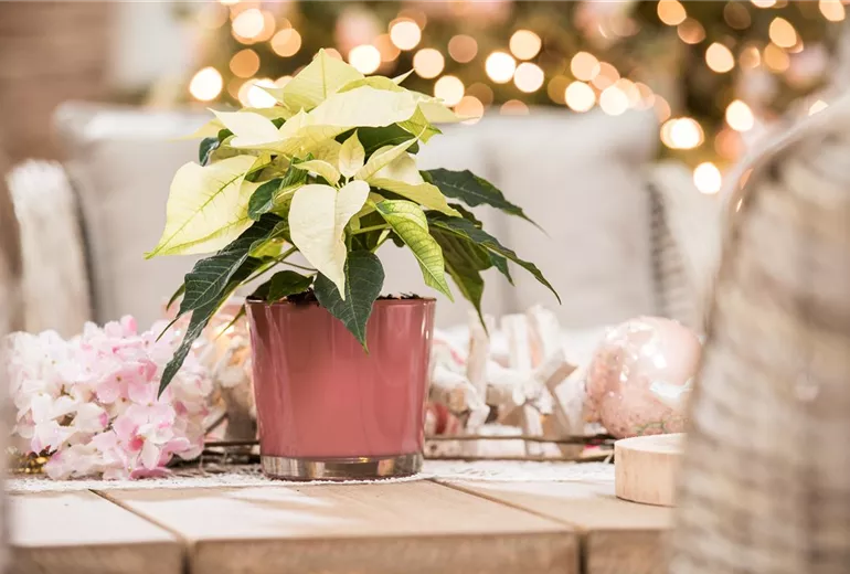 Euphorbia pulcherrima, weiß