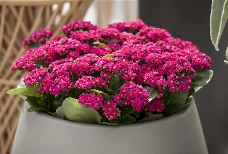 Kalanchoe blossfeldiana, gefüllt