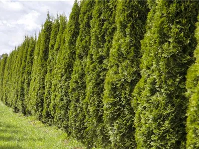 Eine Thuja im Garten bringt Farbe ins Spiel