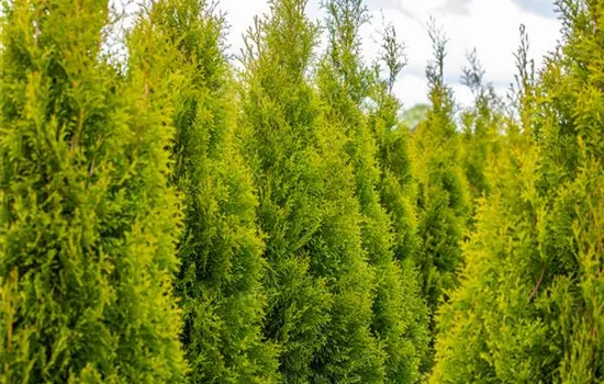 Thuja pflanzen und immergrüne Schönheit genießen Thuja pflanzen und immergrüne Schönheit genießen
