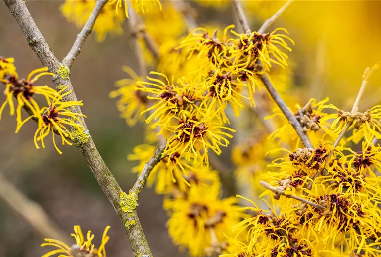 Hamamelis x intermedia 'Barmstedt´s Gold'