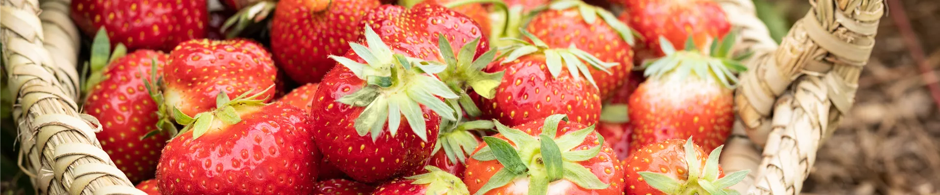 Fragaria x ananassa 'Allegro'