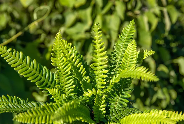 Blechnum spicant