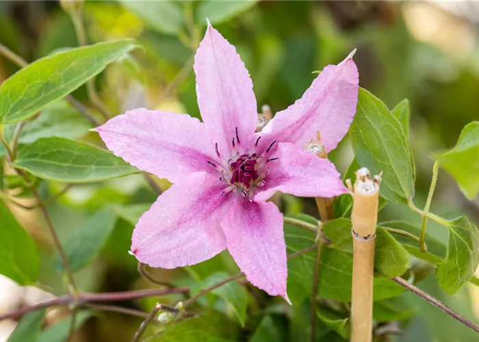 Kletterpflanzen zurückschneiden, damit nichts überwuchert