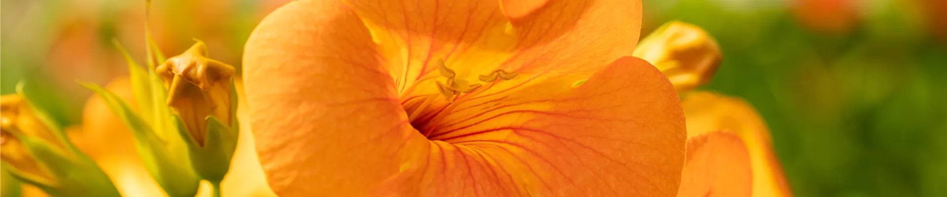 Campsis grandiflora Campsis grandiflora